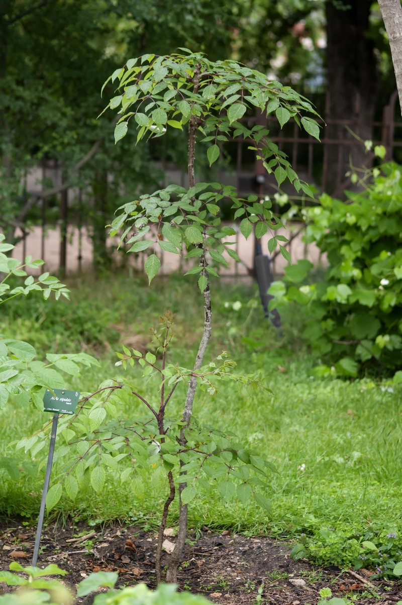 Aralia stipulata