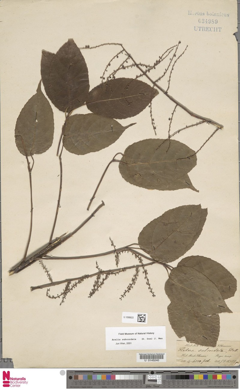 Aralia subcordata