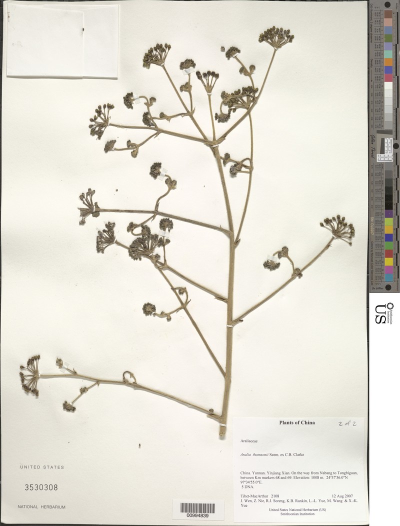 Aralia thomsonii photo 4