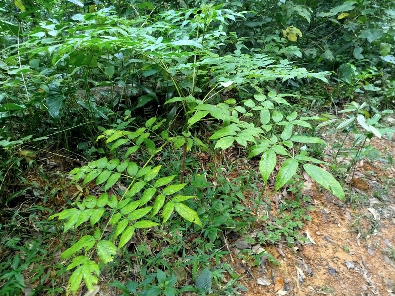 Aralia thomsonii