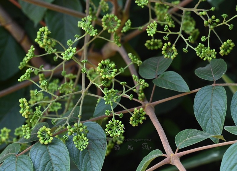 Aralia thomsonii photo 2