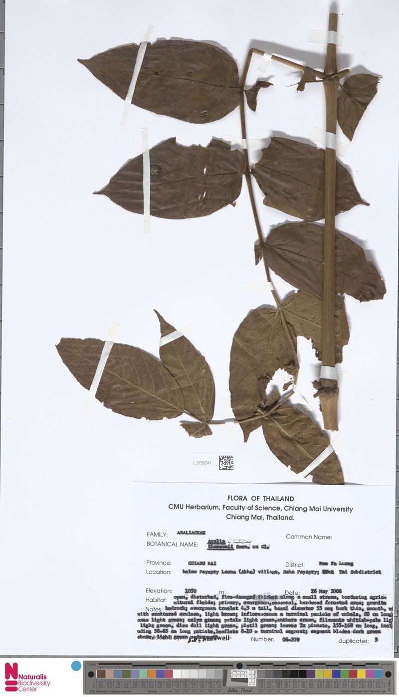 Aralia thomsonii photo 3
