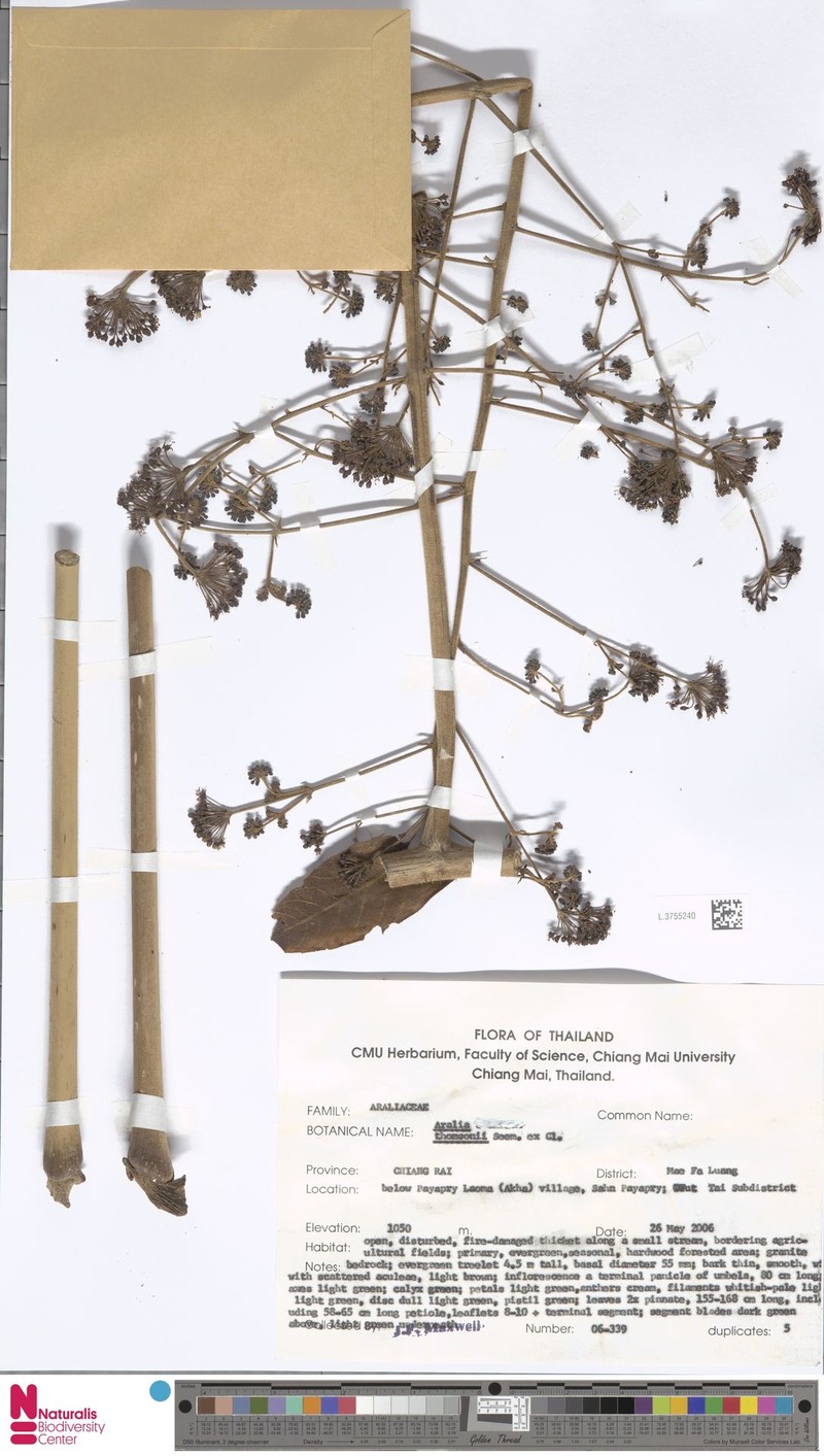 Aralia thomsonii photo 4