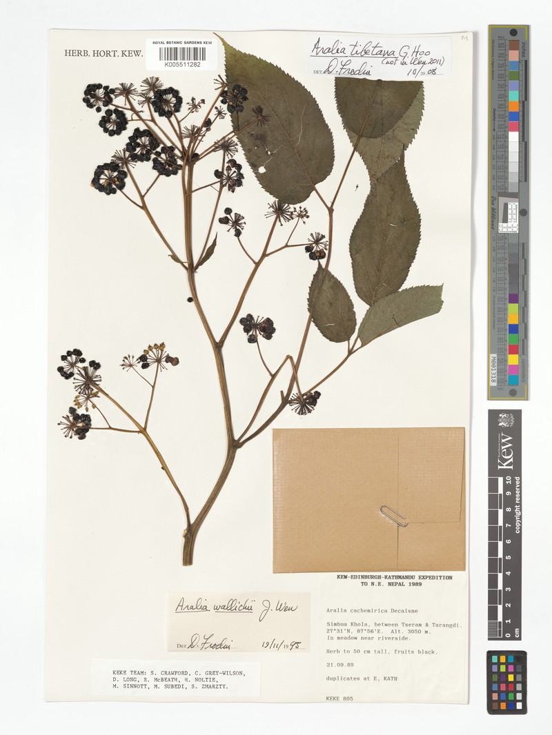 Aralia tibetana photo 2