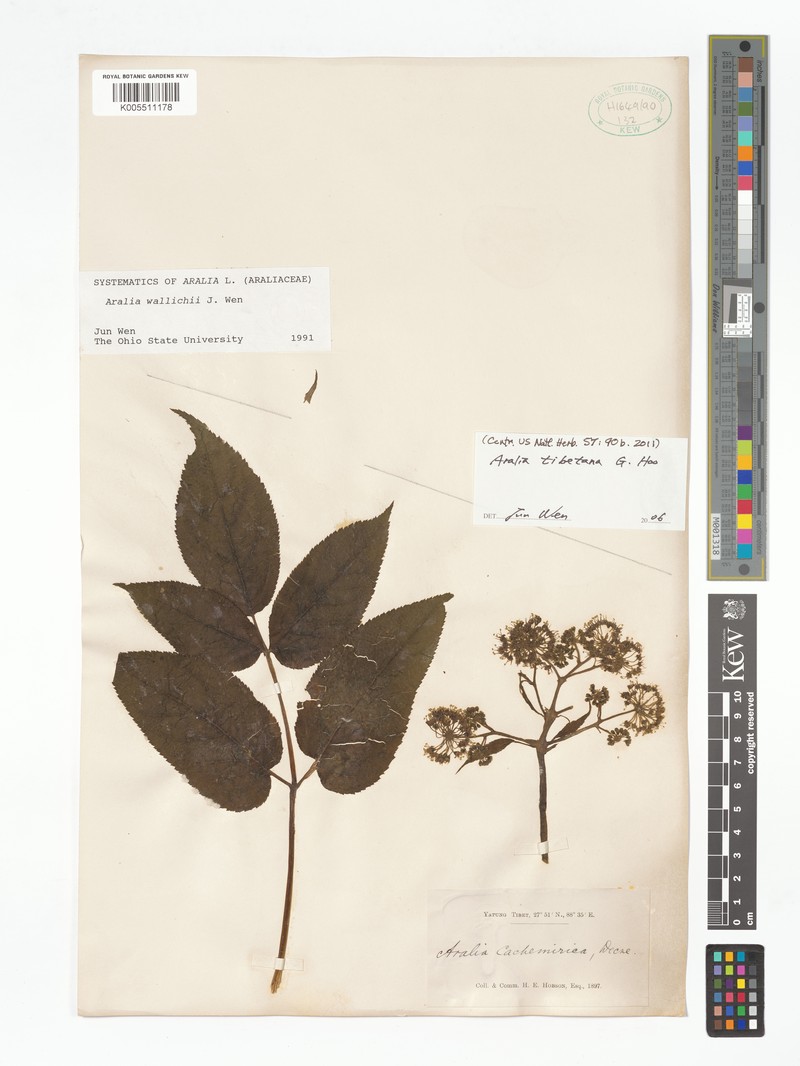 Aralia tibetana photo 3