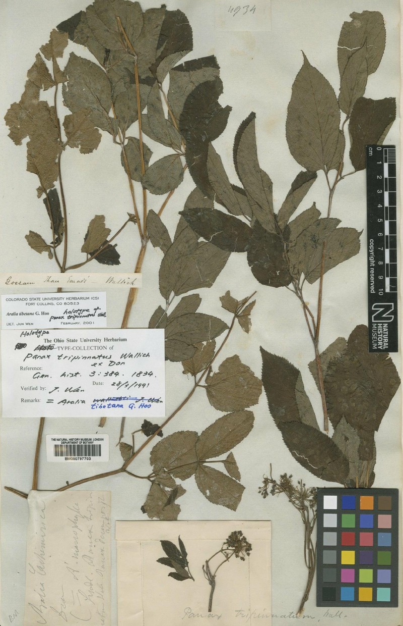 Aralia tibetana photo 4