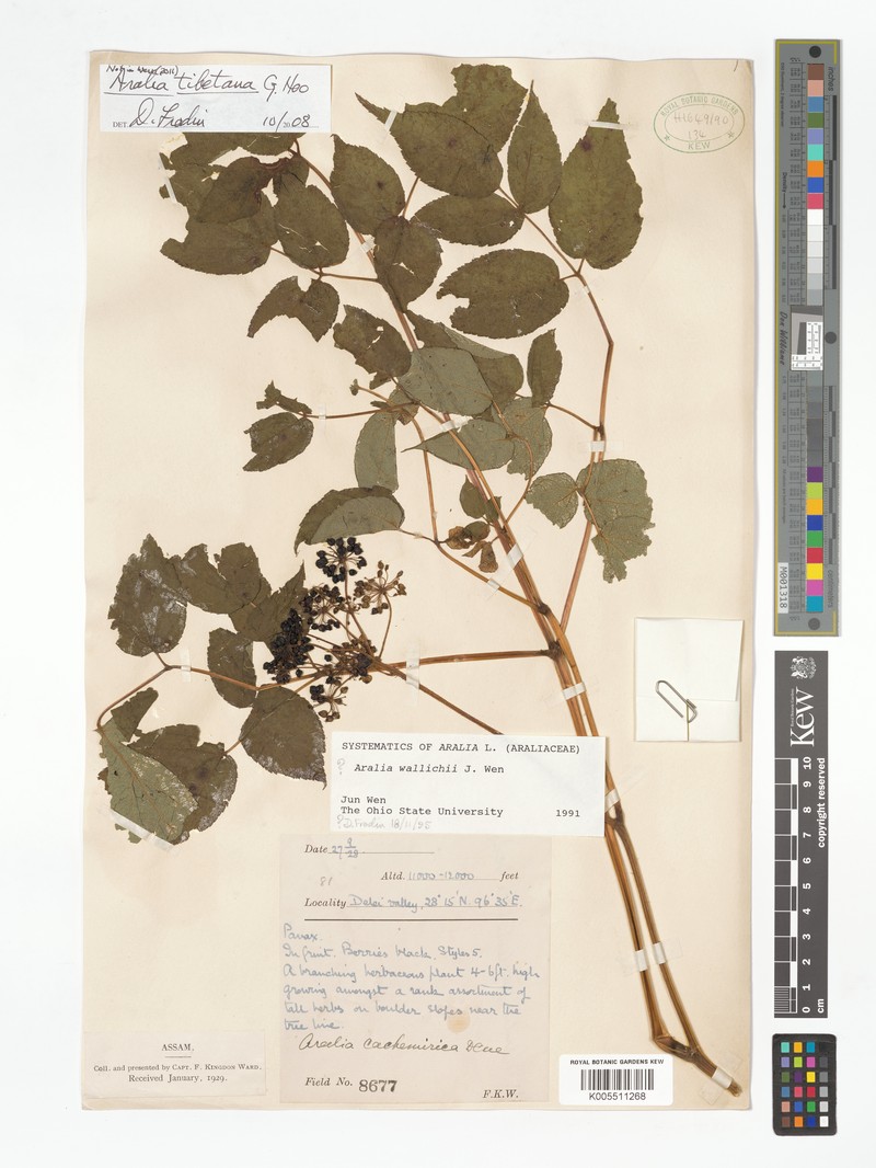 Aralia tibetana photo 5