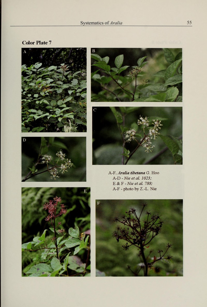 Aralia tibetana photo 6