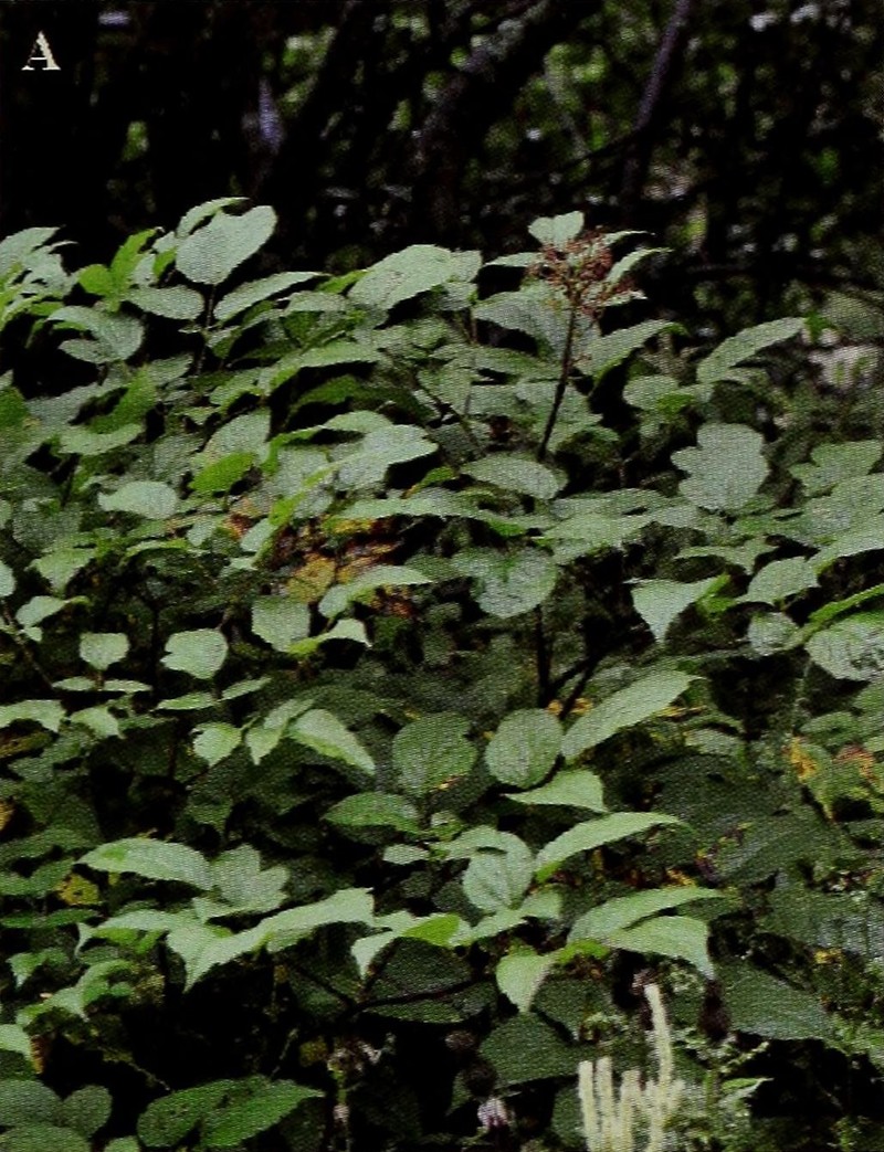 Aralia tibetana