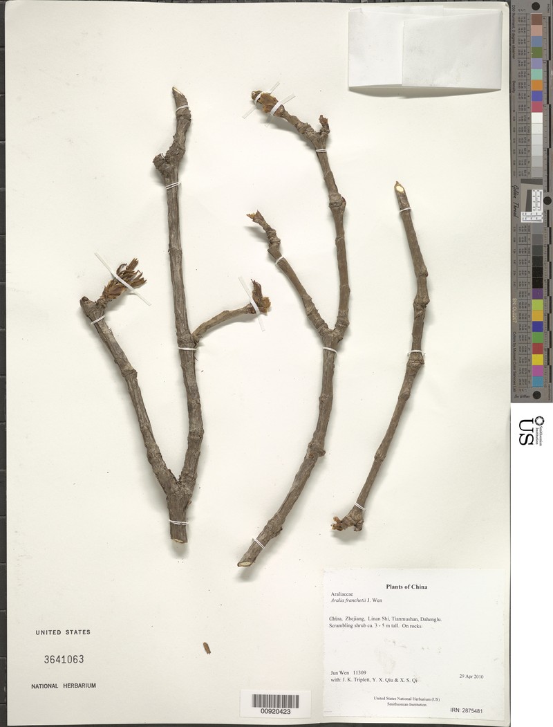 Aralia tomentella photo 4