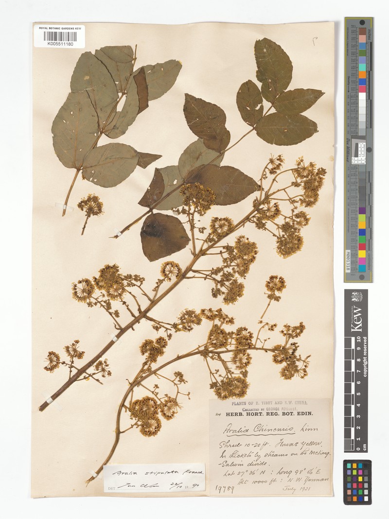 Aralia tomentella photo 5