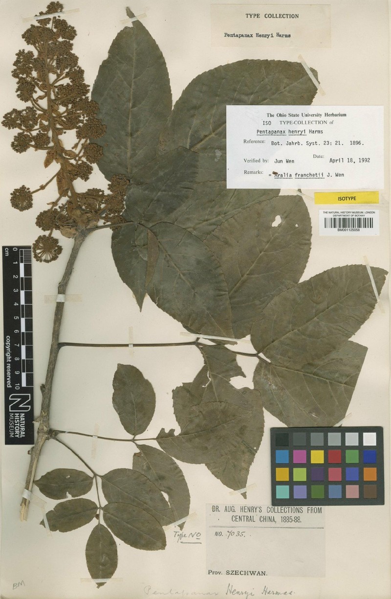 Aralia tomentella photo 6