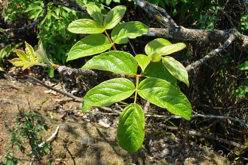 Aralia tomentella