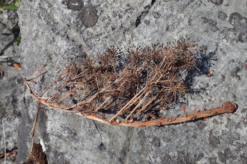 Aralia tomentella photo 2