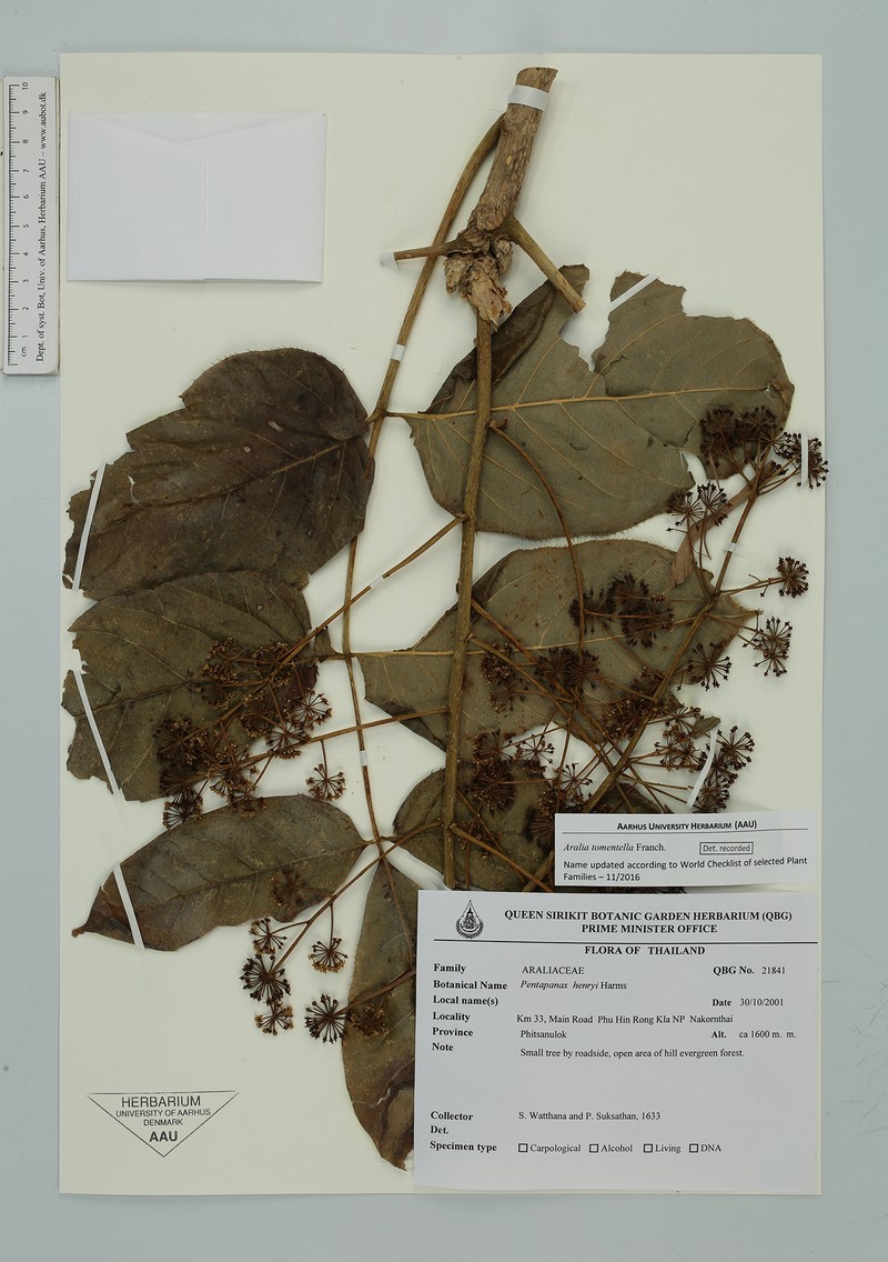 Aralia tomentella photo 3