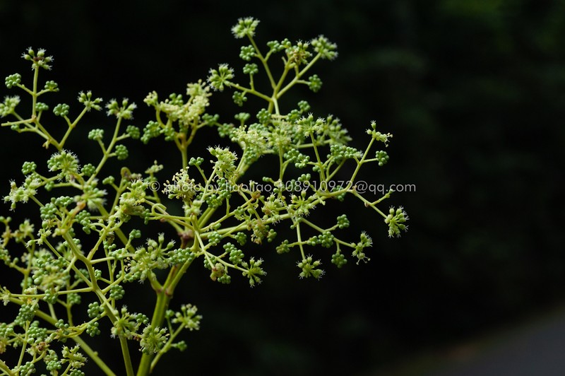 Aralia undulata