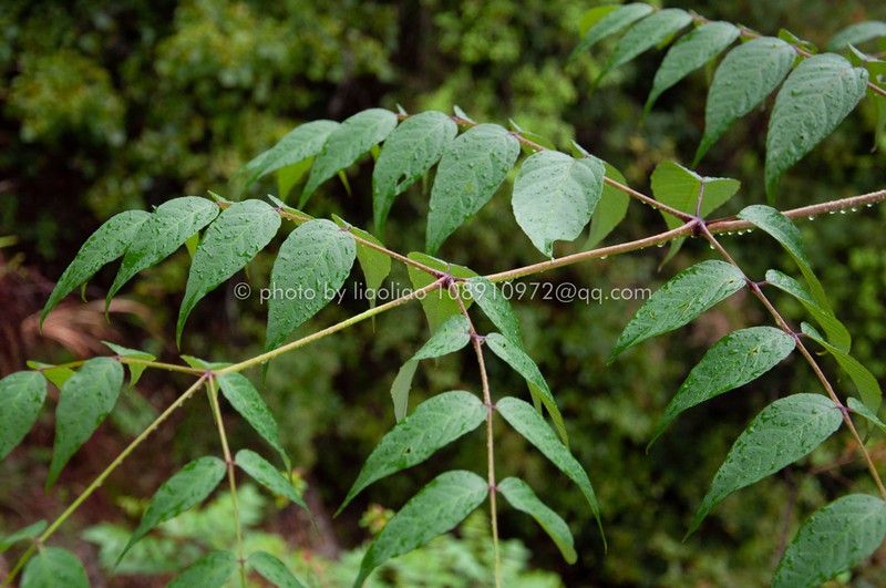 Aralia undulata photo 2