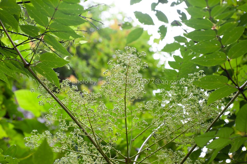Aralia undulata photo 3