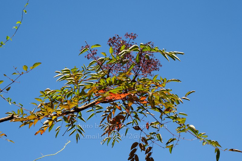 Aralia undulata photo 4