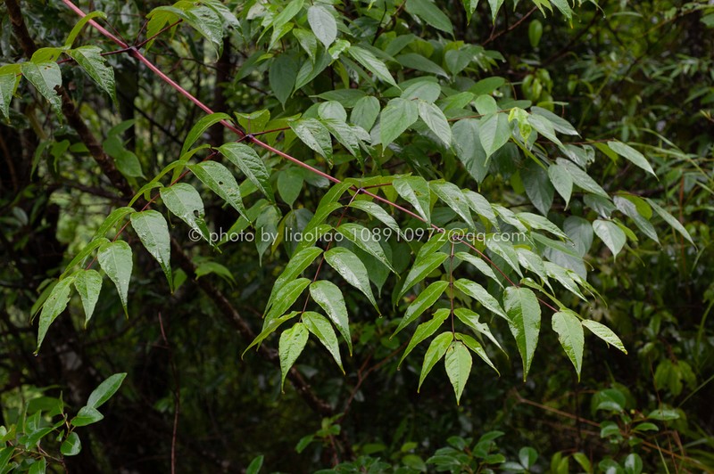 Aralia undulata photo 5
