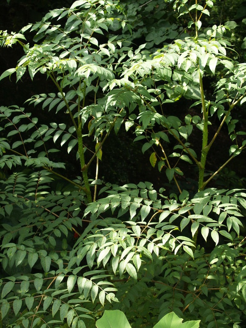 Aralia undulata photo 6