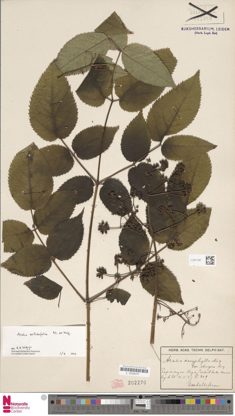 Aralia urticifolia