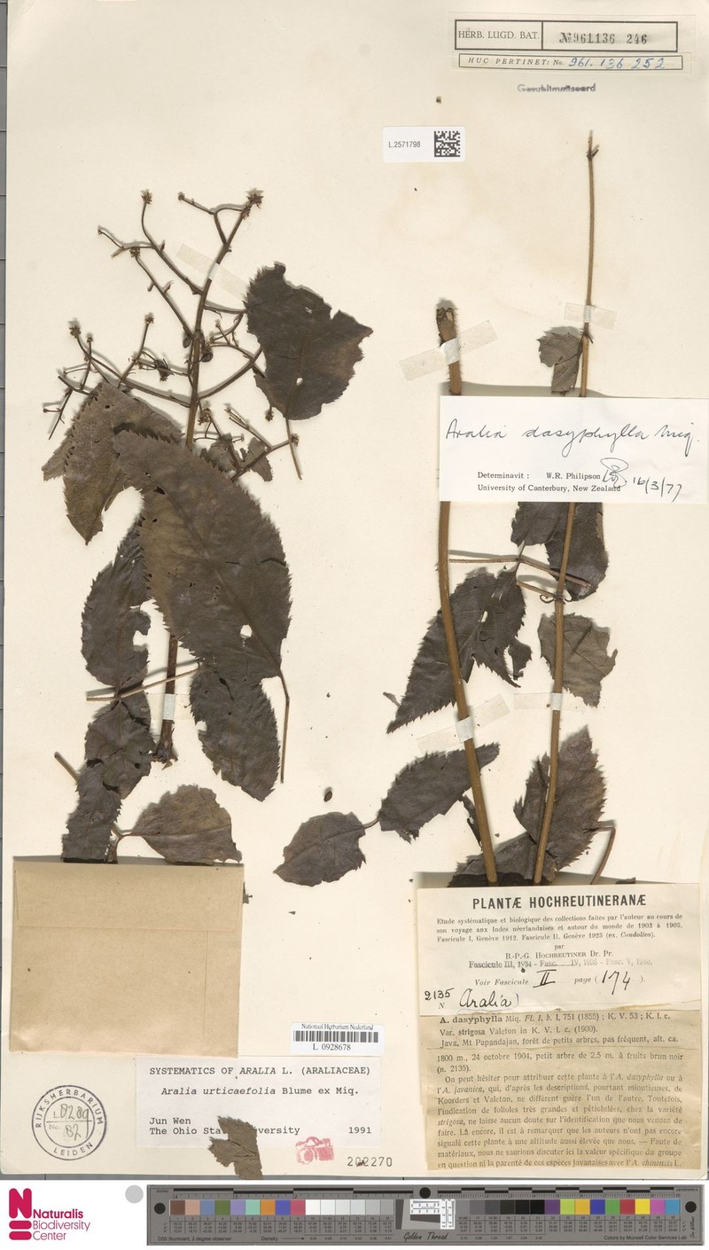 Aralia urticifolia photo 2