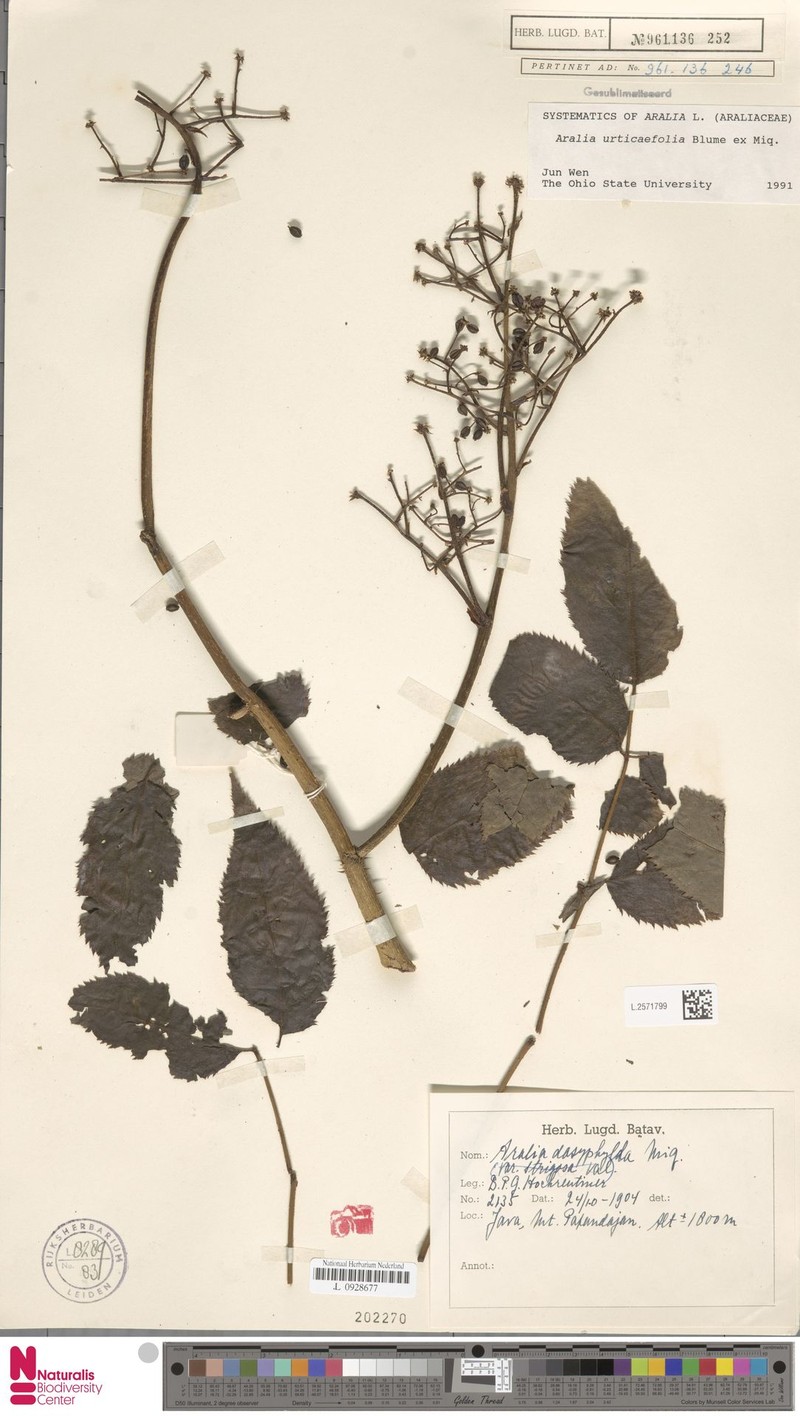 Aralia urticifolia photo 3