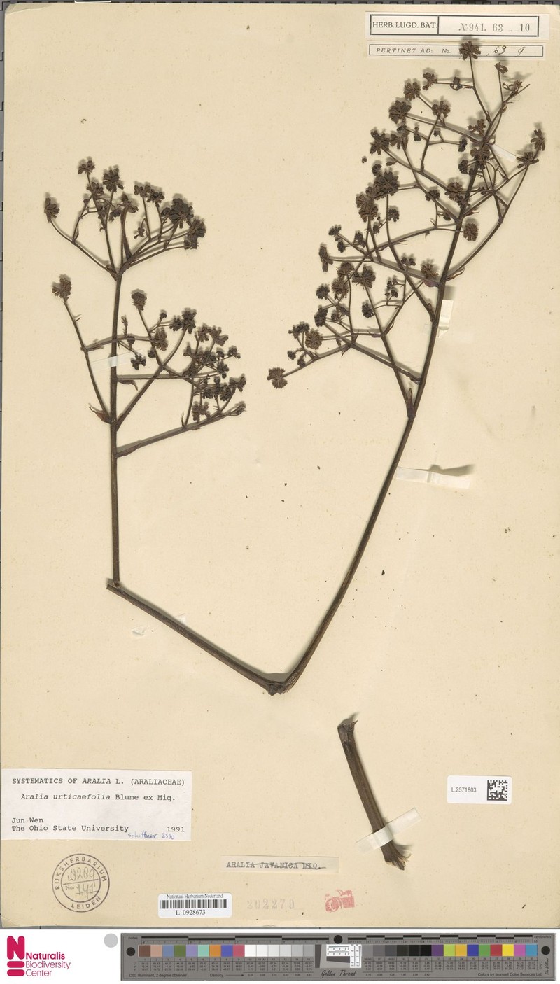 Aralia urticifolia photo 4