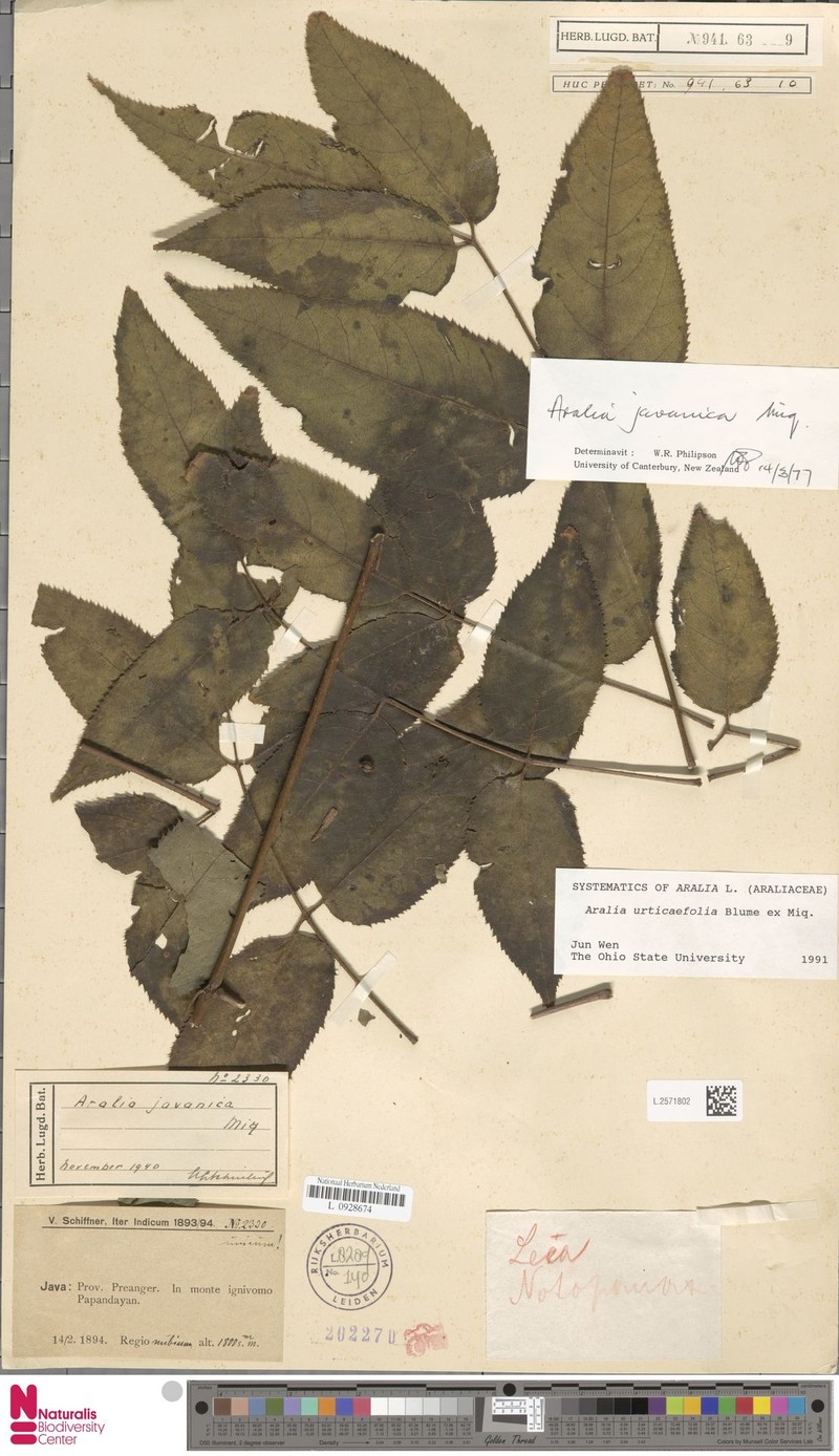 Aralia urticifolia photo 5