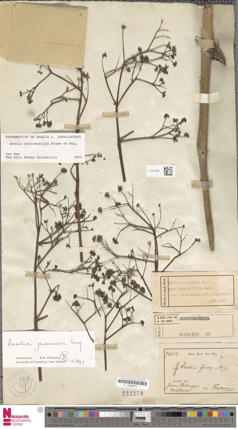 Aralia urticifolia photo 6