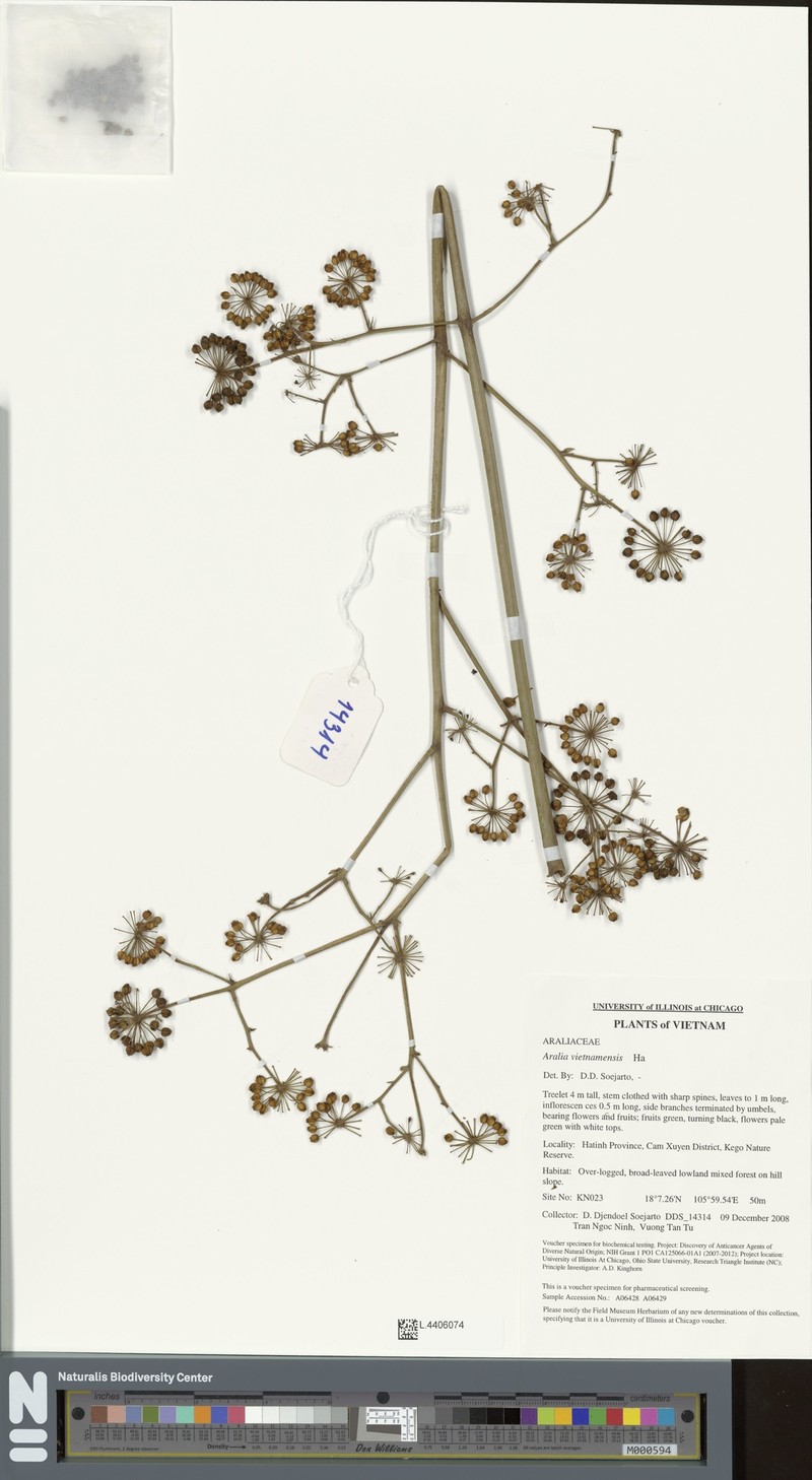 Aralia vietnamensis