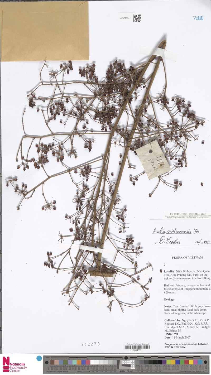 Aralia vietnamensis photo 2