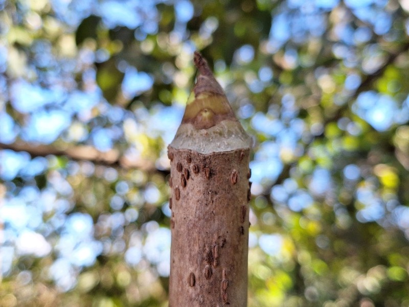 Aralia warmingiana