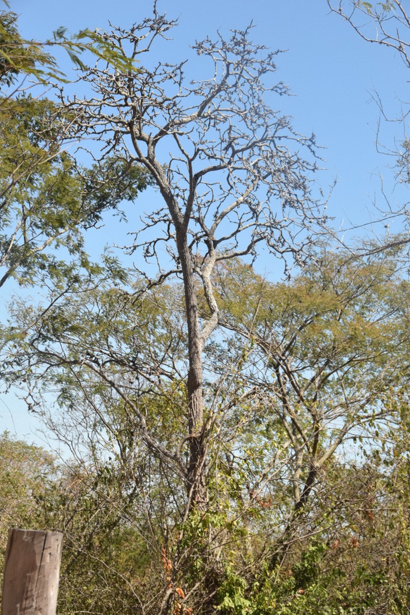 Aralia warmingiana photo 2