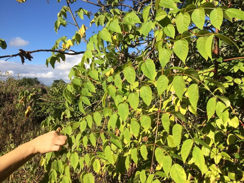 Aralia warmingiana photo 3