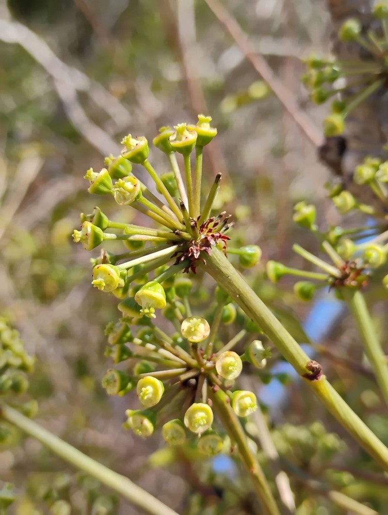 Aralia warmingiana photo 4