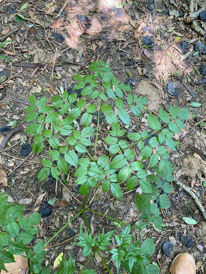 Aralia warmingiana photo 5
