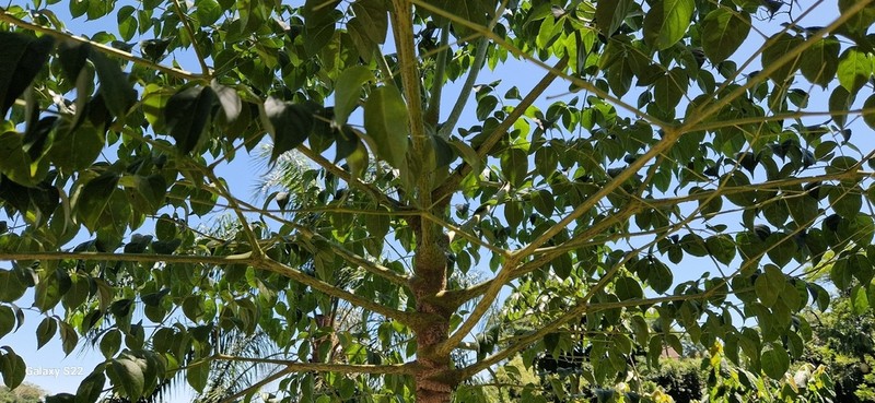 Aralia warmingiana photo 7