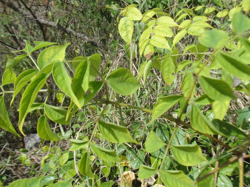 Aralia warmingiana photo 8