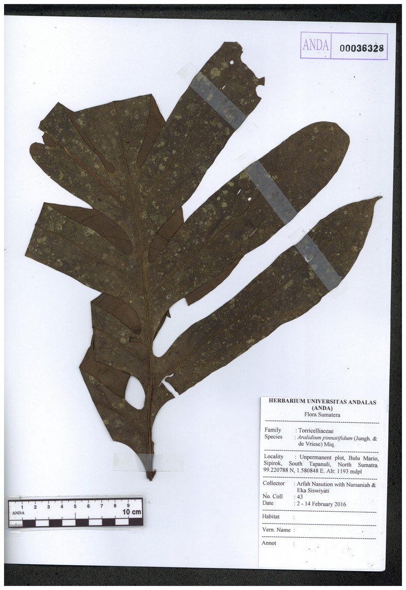 Aralidium pinnatifidum photo 2