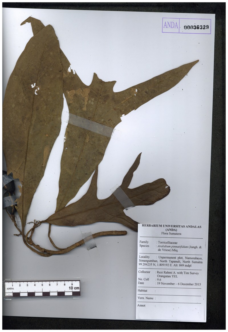 Aralidium pinnatifidum photo 3