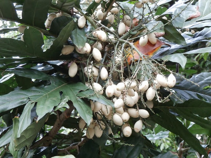 Aralidium pinnatifidum