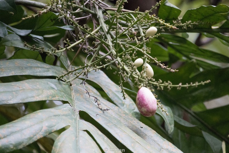 Aralidium pinnatifidum photo 5