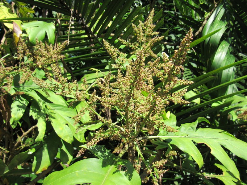 Aralidium pinnatifidum photo 6