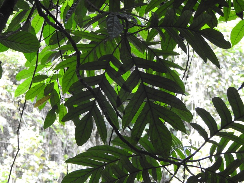 Aralidium pinnatifidum photo 7