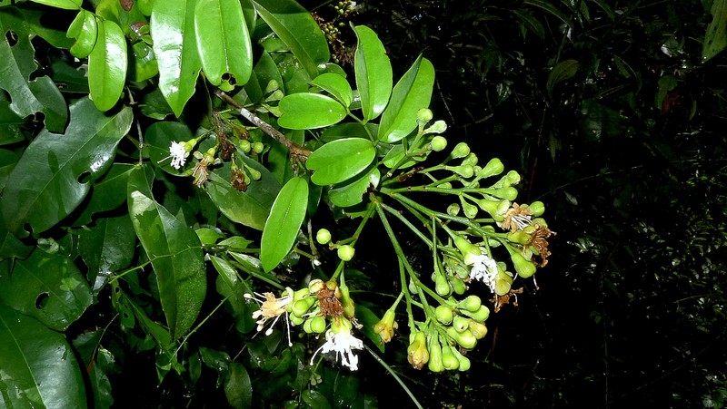 Arapatiella psilophylla