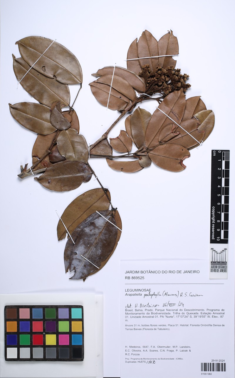 Arapatiella psilophylla photo 3