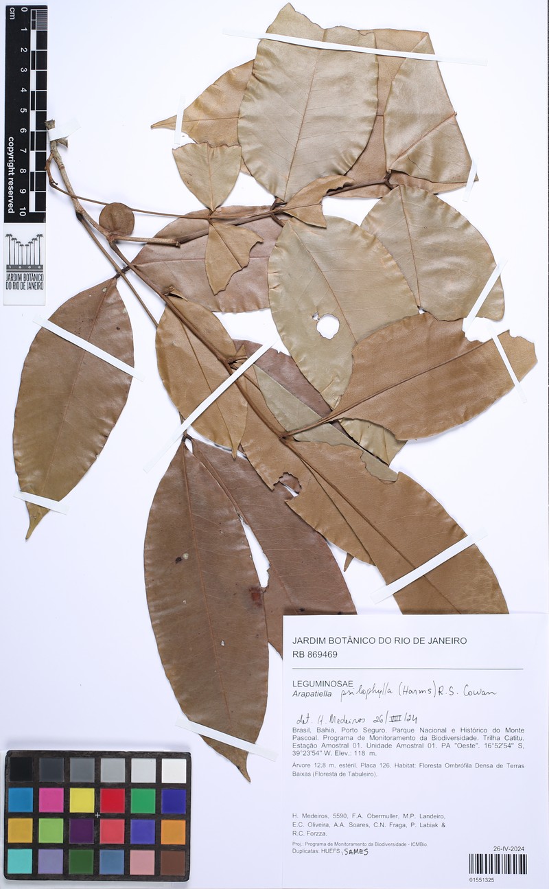 Arapatiella psilophylla photo 4