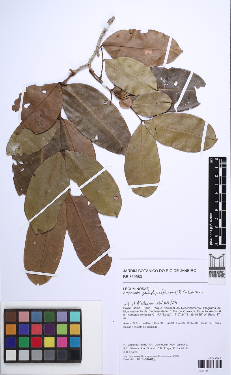 Arapatiella psilophylla photo 5